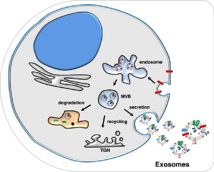 ag贵宾厅(中国游)官方网站